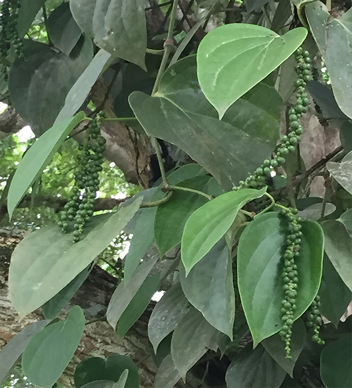 Green peppercorns