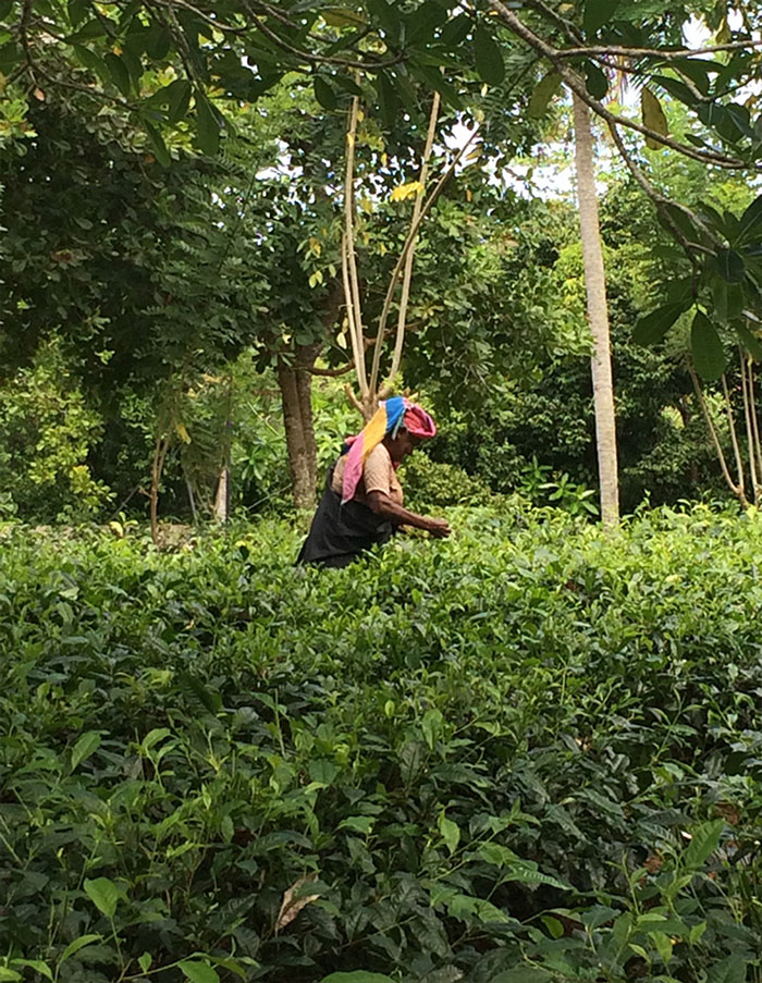 Sri Lanka tea