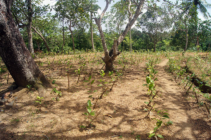 Sri Lankan tea, tea plantation